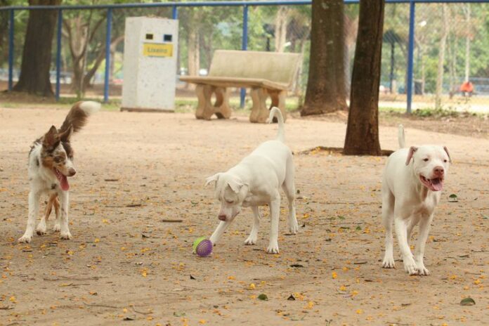 cachorros_no_parcao_praca_ayrton_senna_do_brasil_rvrsa_abr_2910212709